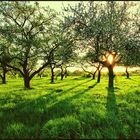 Den sonnigen Baum