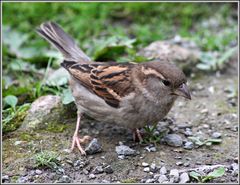 den Spatz fast in der Hand