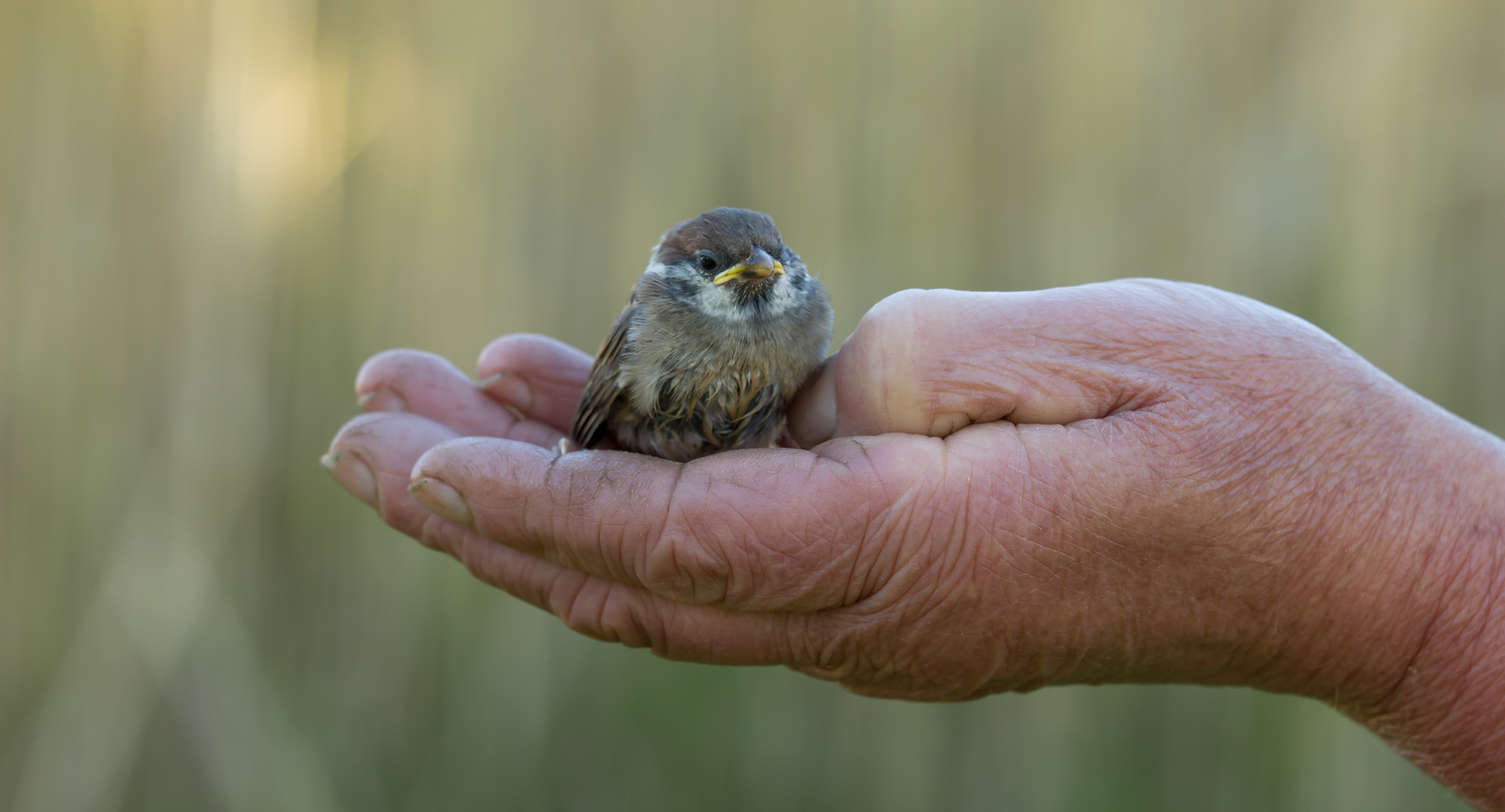 den Spatz in der Hand