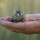 den Spatz in der Hand