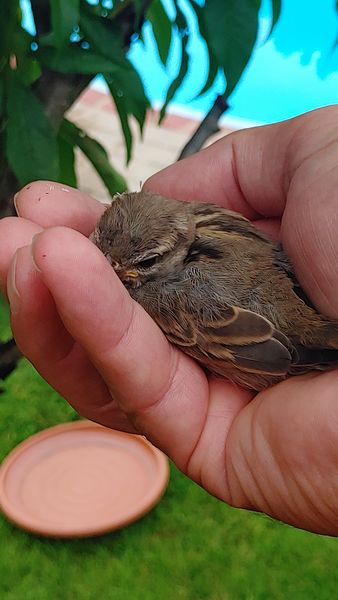 Den Spatz in der Hand