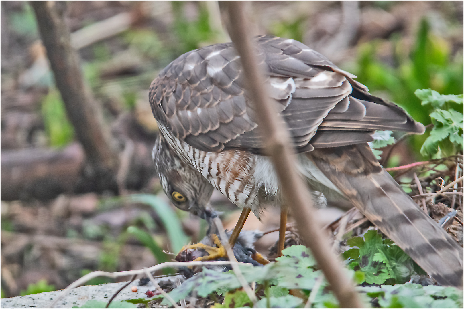 Den Sperber (Accipiter nisus) (1) entdeckte . . .