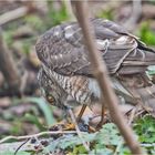 Den Sperber (Accipiter nisus) (1) entdeckte . . .