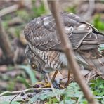 Den Sperber (Accipiter nisus) (1) entdeckte . . .