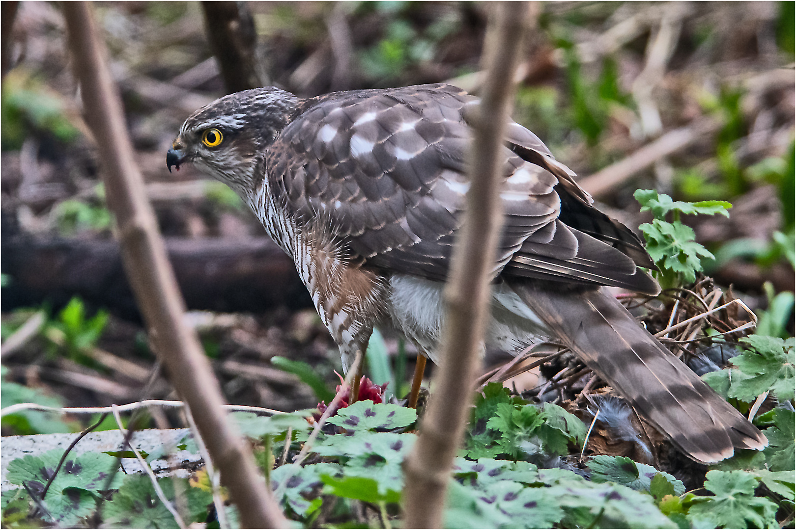 Den Sperber (Accipiter nisus) (2) entdeckte . . .