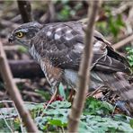 Den Sperber (Accipiter nisus) (2) entdeckte . . .