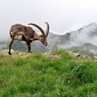 Den Steinbock juckt's