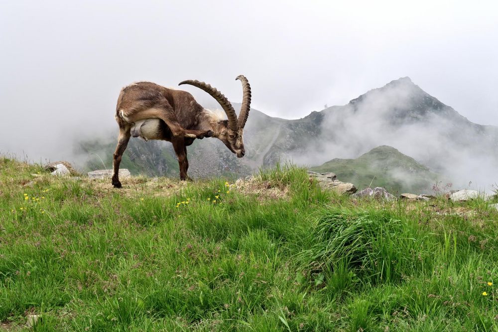 Den Steinbock juckt's