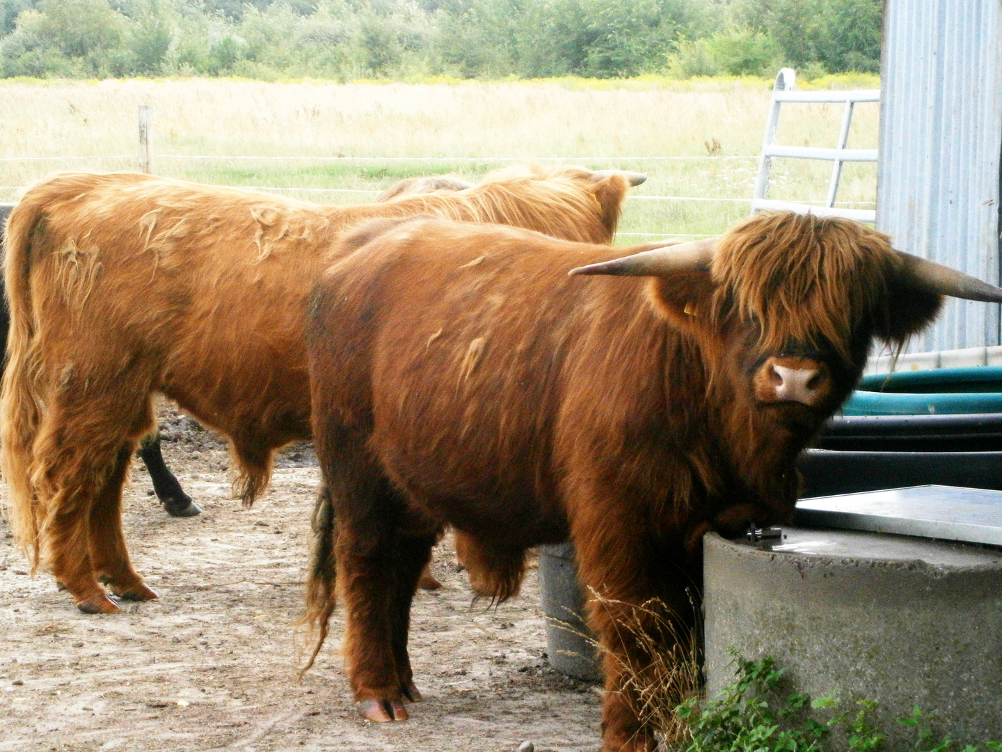 den Stier bei den Hörnern packen...