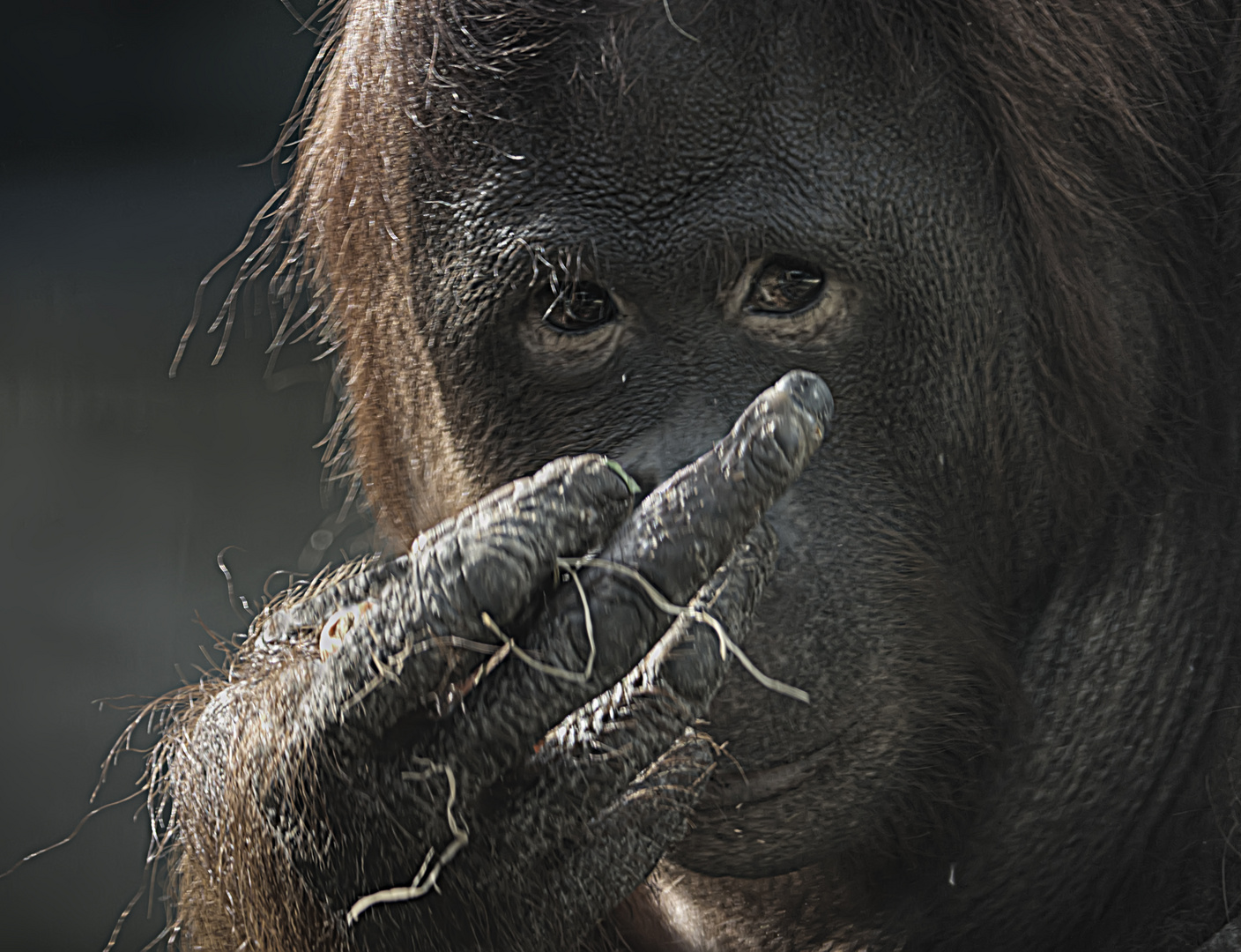 Den Stinkefinger zeigen .. Foto & Bild  tiere, zoo, wildpark &  falknerei, säugetiere Bilder auf fotocommunity