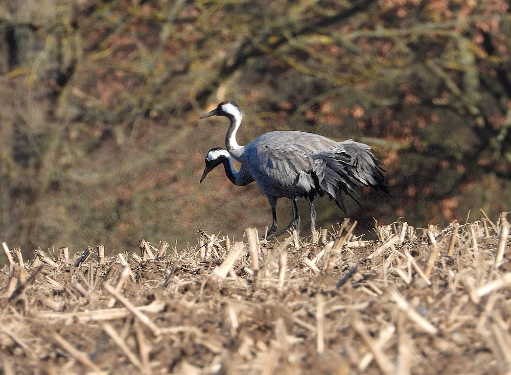 Den strengen Frost überstanden