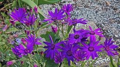 Den Teneriffa Stern "Senetti" auch unter Pericallis Hybriden bekannt....