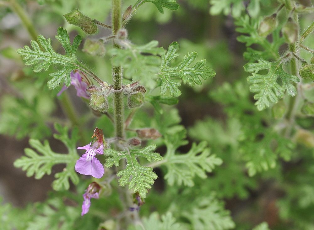 Den Trauben- Gamander (Teucrium botrys)