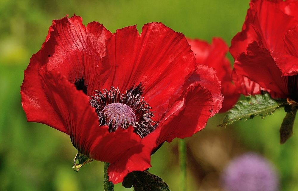 Den Türkischen Mohn erkennt man an seinen großen roten Blüten.