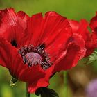 Den Türkischen Mohn erkennt man an seinen großen roten Blüten.