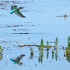 Den über den See fliegenden Eisvogel...