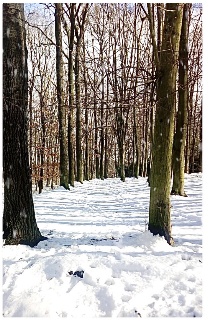 Den verschneiten Weg entlang