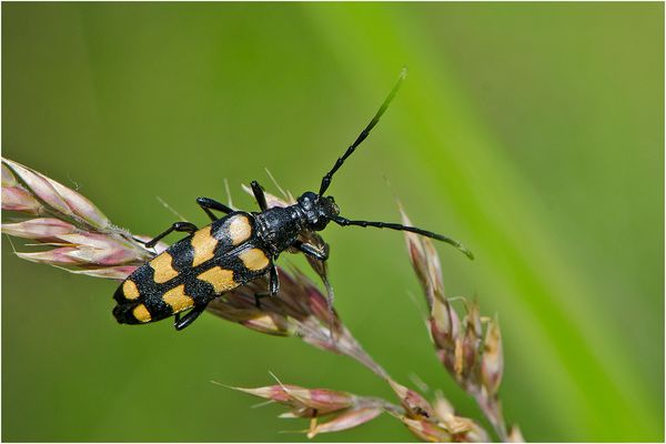 Den Vierbindige Schmalbock . . . 