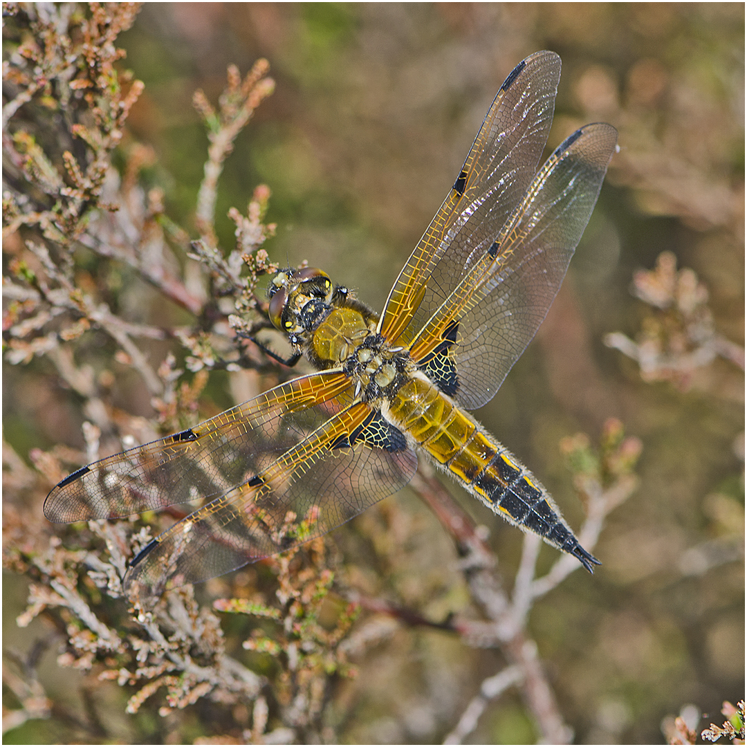 Den Vierfleck (Libellula quadrimaculata) ? . . .