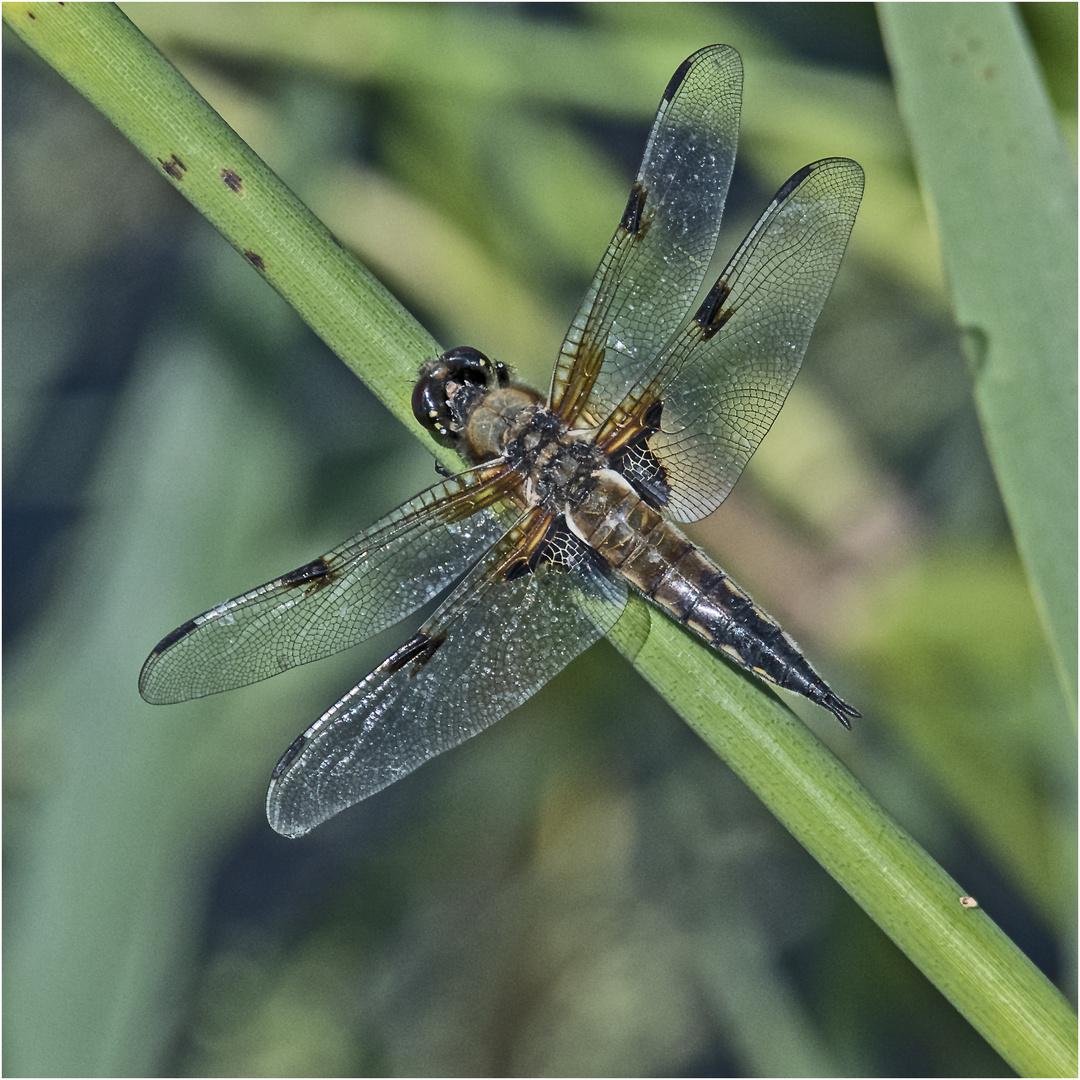 Den Vierfleck (Libellula quadrimaculata) . . .