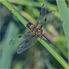 Den Vierfleck (Libellula quadrimaculata) . . .