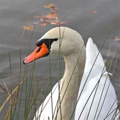 Den Vorteil der Punktmessung der Schärfe zeigt dieser Höckerschwan von den Reinheimerr Teichen . . .