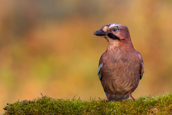 Den Wächter des Waldes...