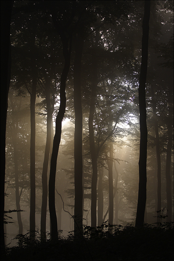 den Wald "lichten" (reload)
