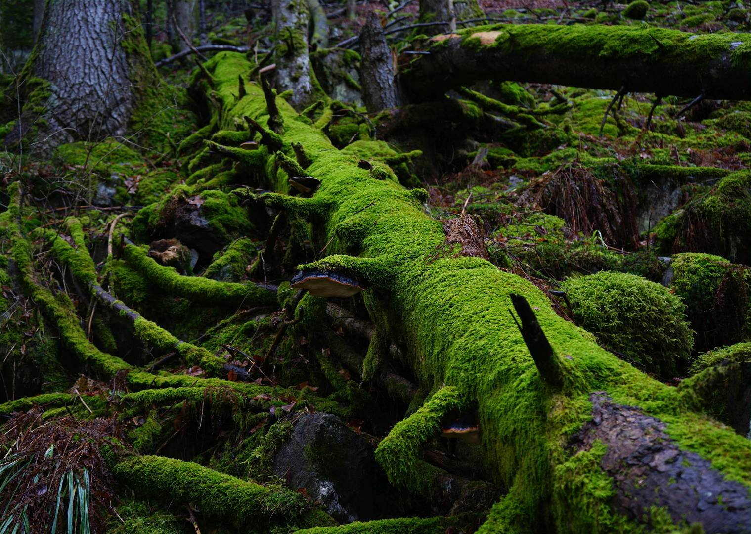 Den Wald sich selbst überlassen