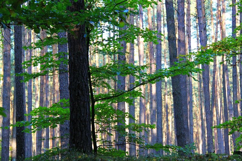 Den Wald trotz Bäume sehen......;-)