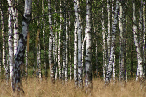 Den Wald vor Bäumen...