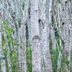 den Wald vor Bäumen nicht sehen