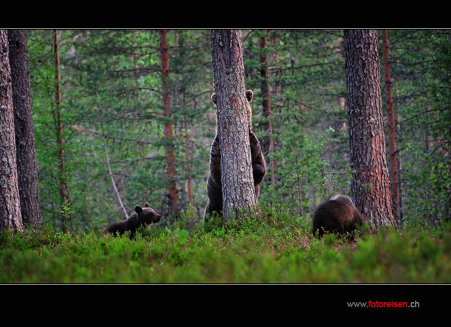 Den Wald vor lauter Bären nicht sehen...