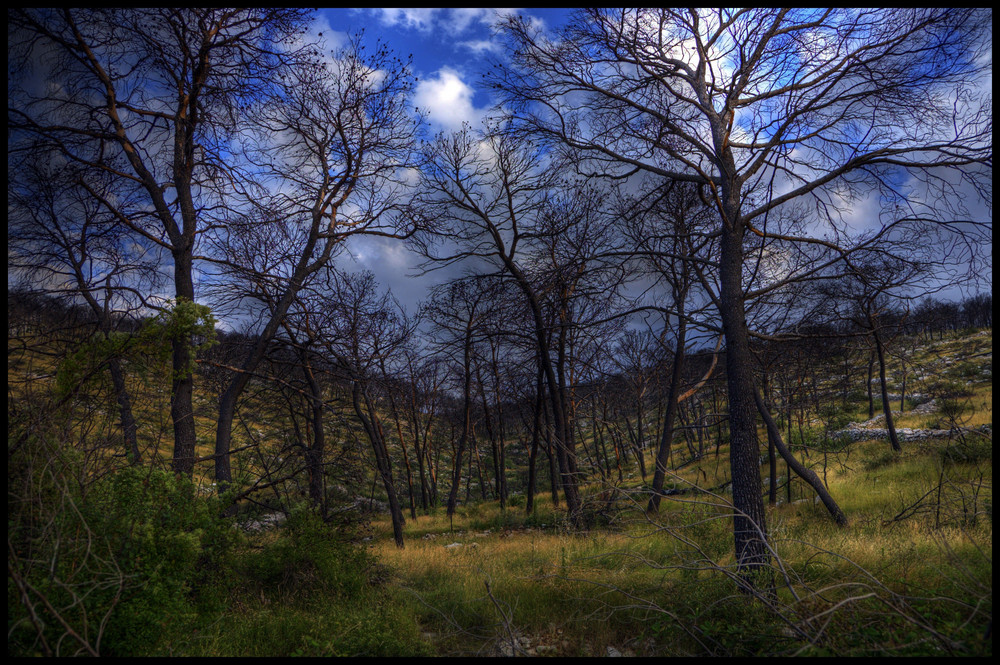 den Wald vor lauter Bäume...