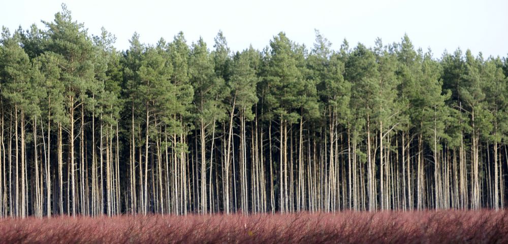 .....den Wald vor lauter Bäume..........