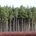 .....den Wald vor lauter Bäume..........