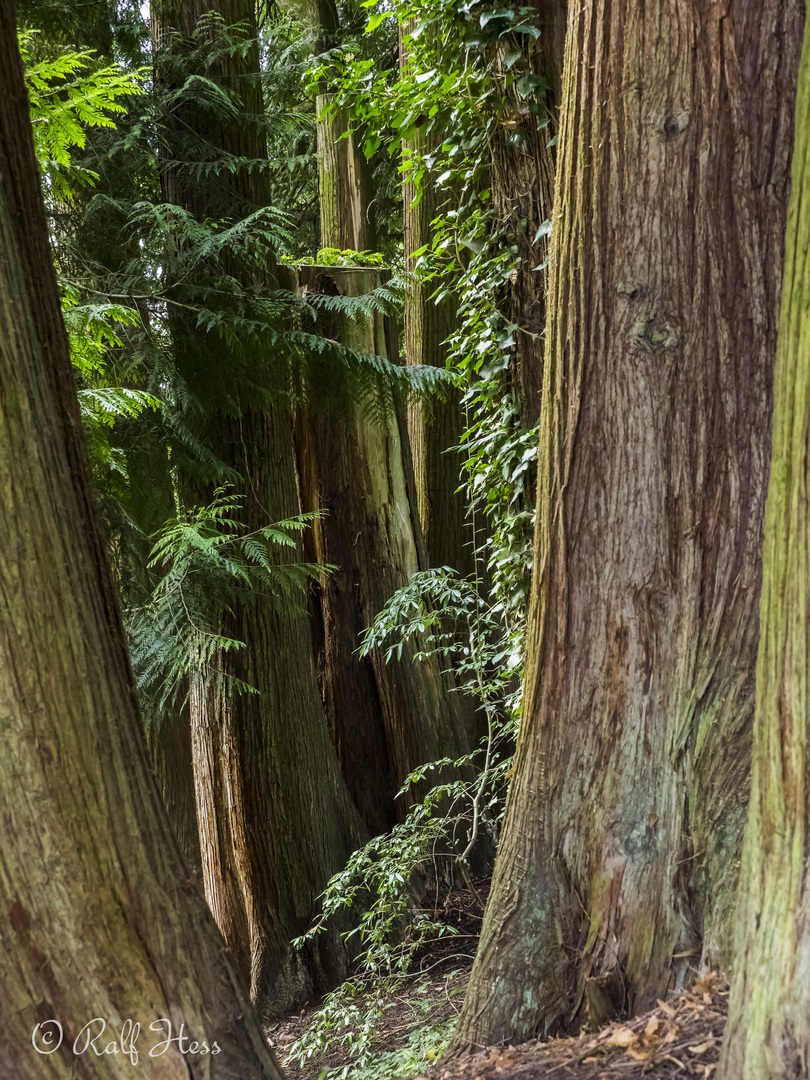 .......den Wald vor lauter Bäume nicht