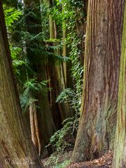 .......den Wald vor lauter Bäume nicht