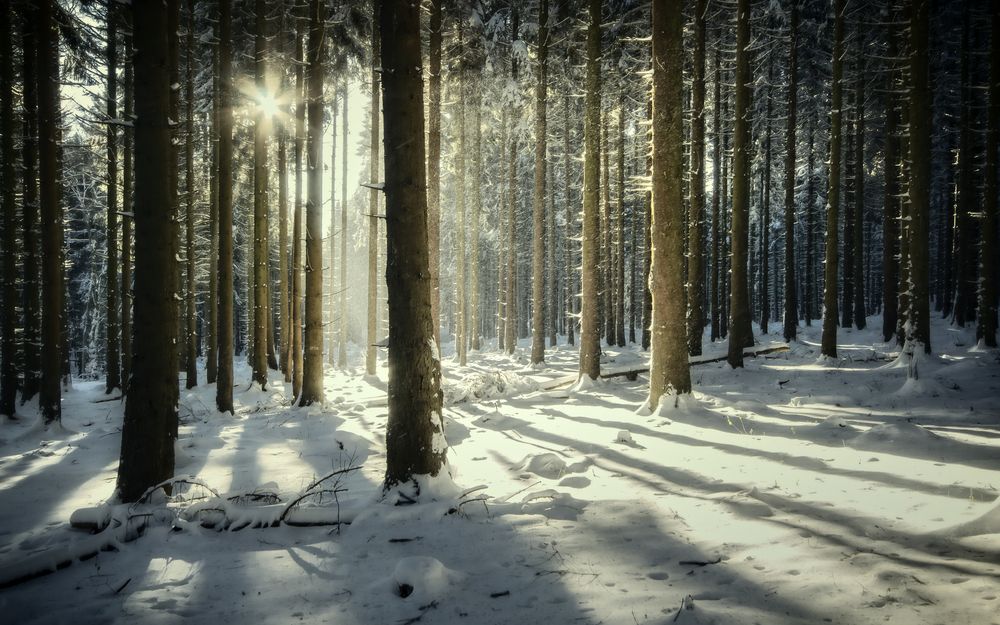 Den Wald vor lauter Bäumen Foto & Bild landschaft, natur Bilder
