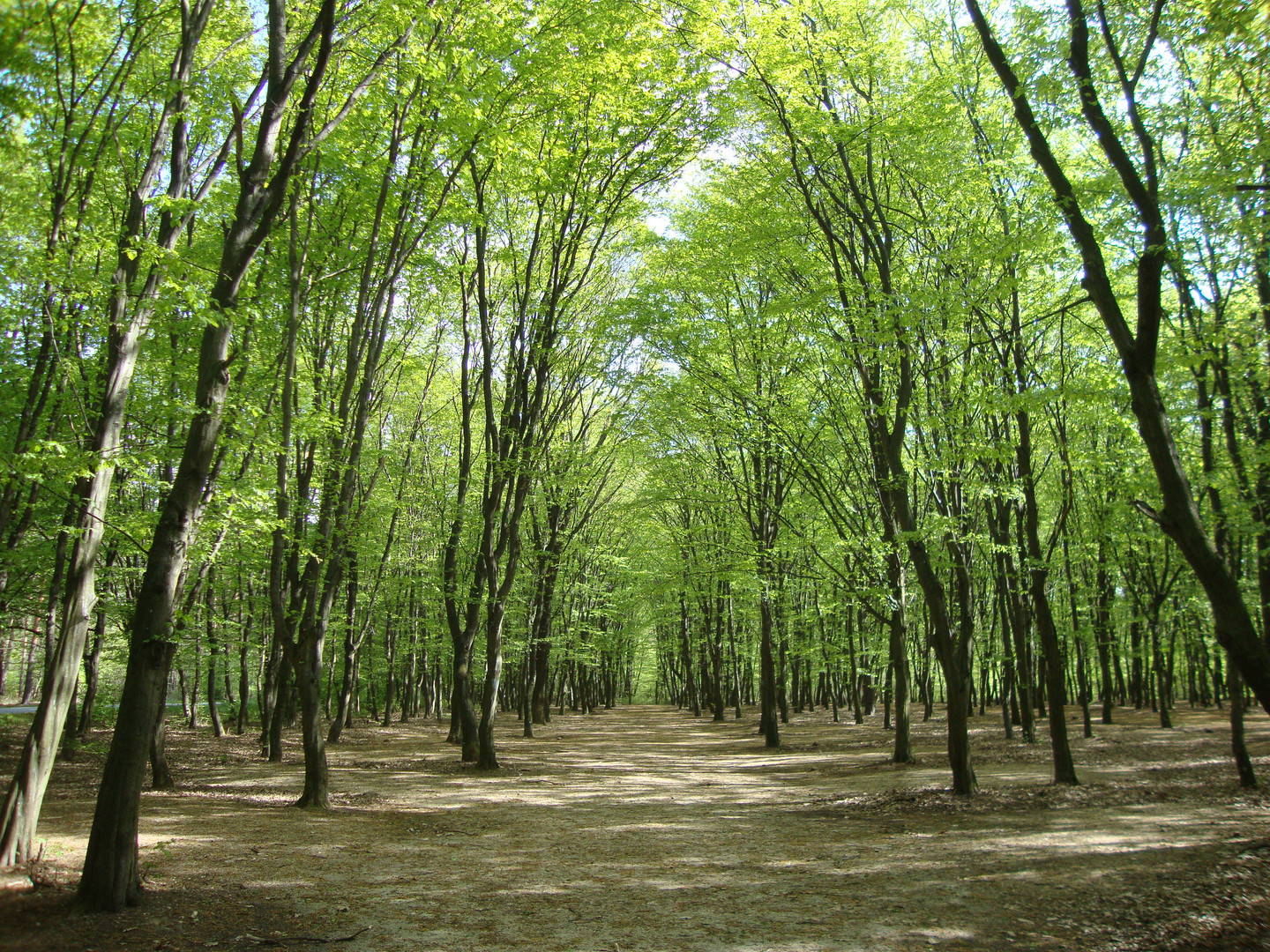 Den Wald vor lauter Bäumen...