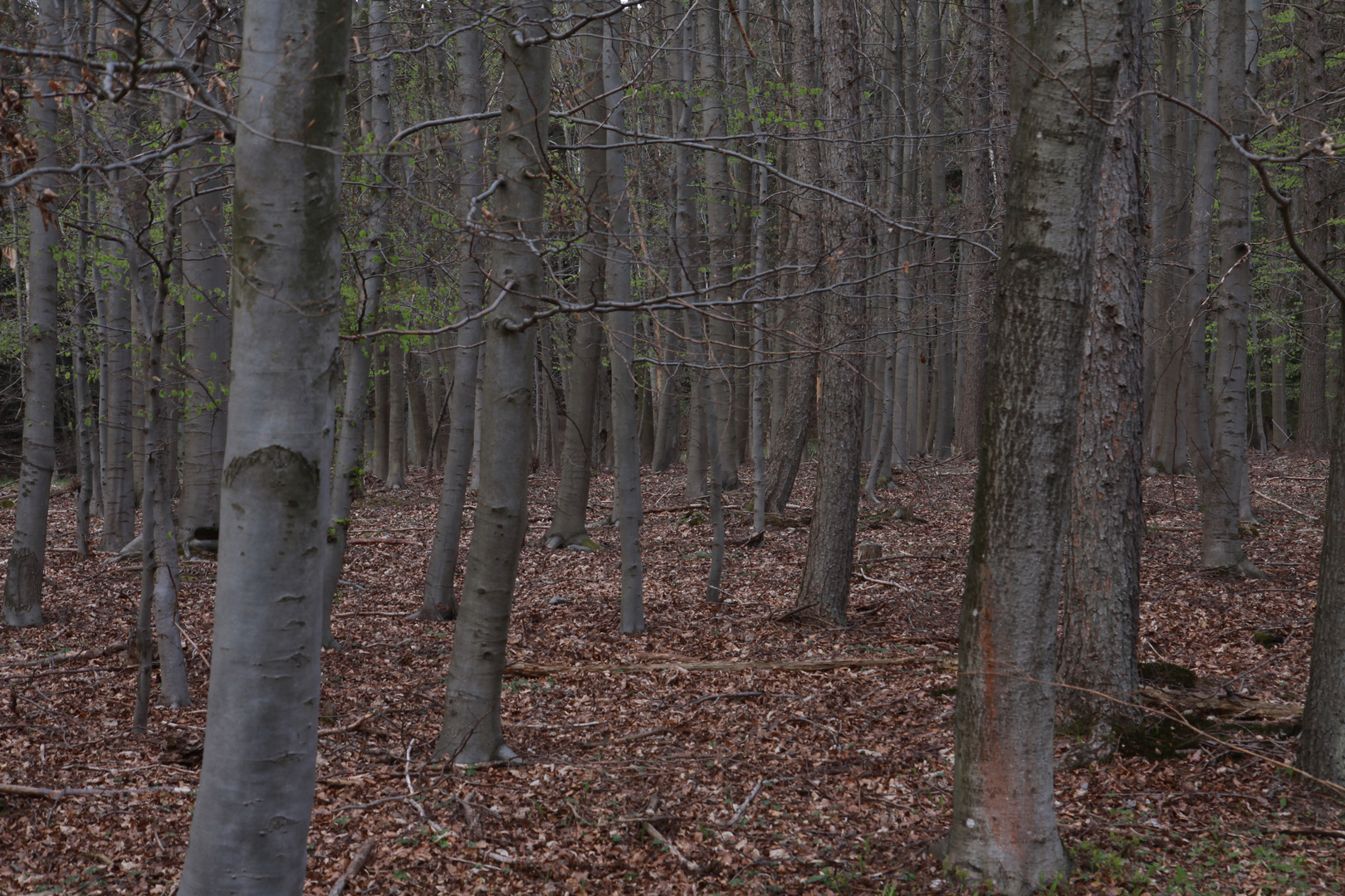 Den Wald vor lauter Bäumen