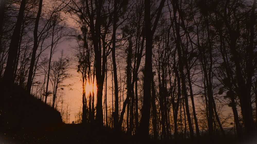 Den Wald vor lauter Bäumen nicht finden!