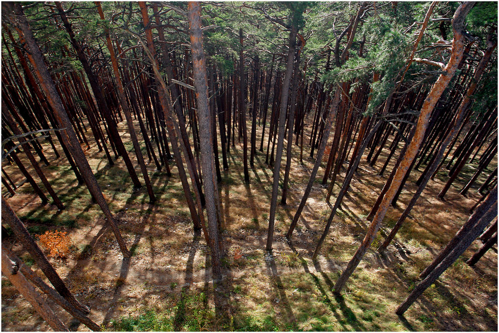 ... den Wald vor lauter Bäumen nicht mehr sehen ...