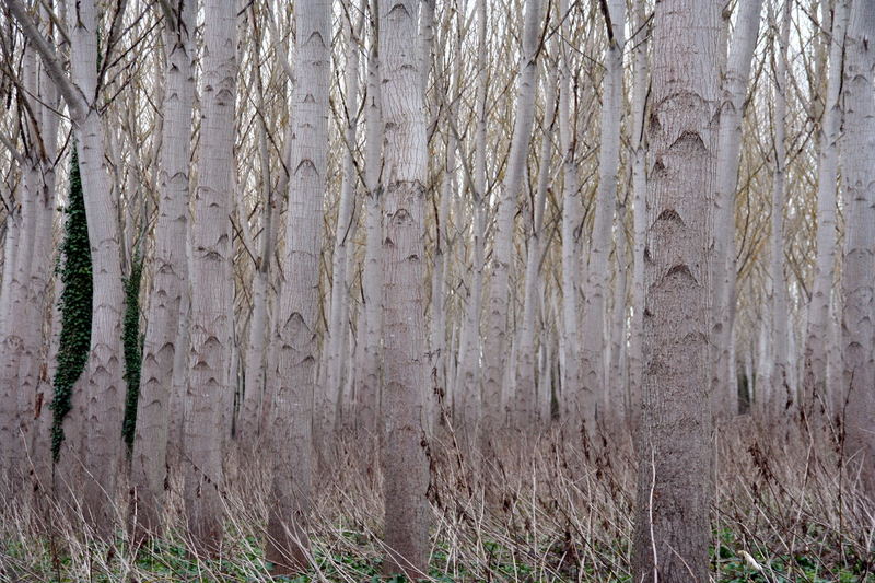 Den Wald vor lauter Bäumen nicht