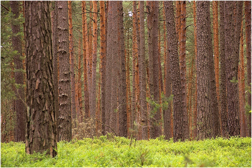 Den Wald vor lauter Bäumen nicht sehen...