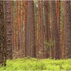 Den Wald vor lauter Bäumen nicht sehen...