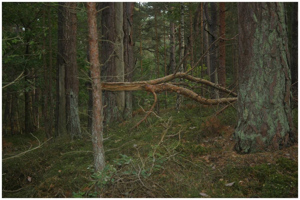 Den Wald vor lauter Bäumen nicht sehen?? Foto & Bild wald, ostsee, natur Bilder auf