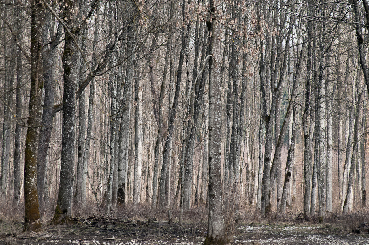 den wald vor lauter bäumen nicht sehen