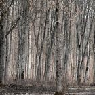 den wald vor lauter bäumen nicht sehen