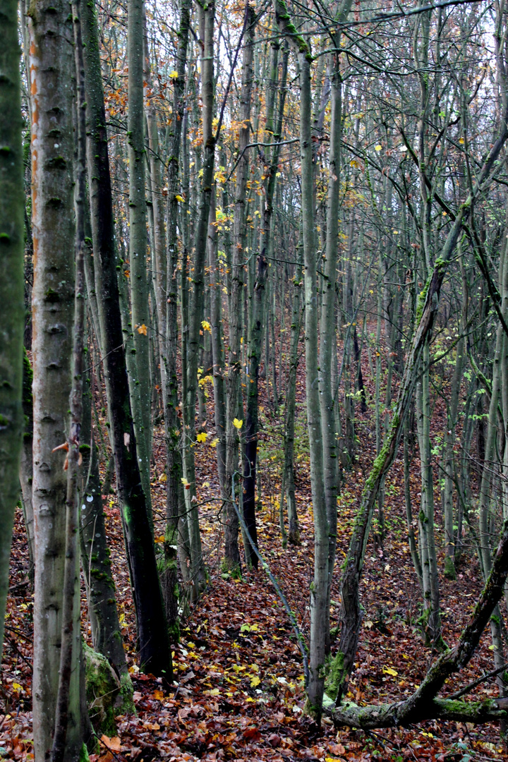 Den Wald vor lauter Bäumen nicht sehen